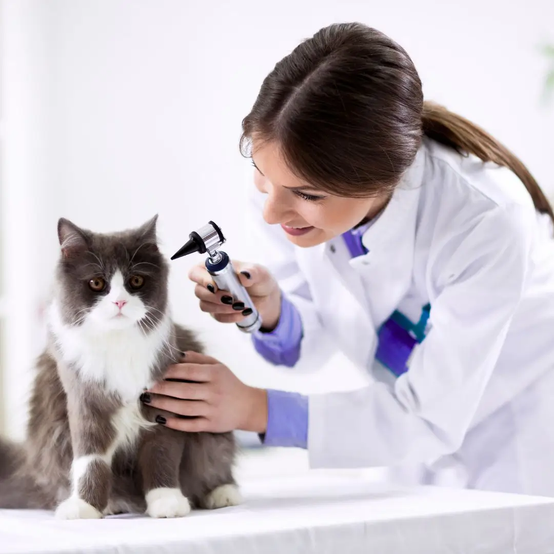 Marketing Digital Para Veterinários e Pet Shops